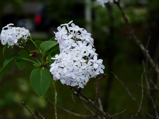 {Syringa vulgaris}